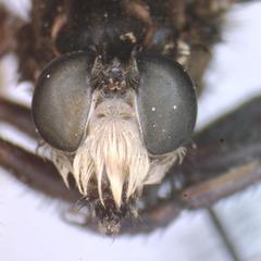 Eccritosia