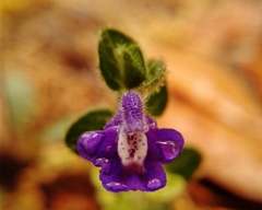 Scutellaria potosina