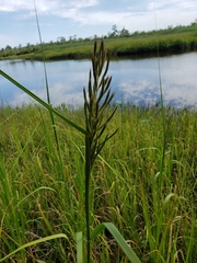 Spartina