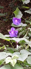 Ipomoea indica