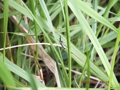 Toxorhynchites rutilus