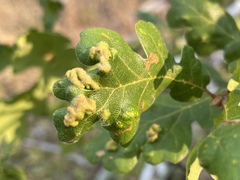 Aceria trichophila