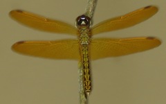 Perithemis electra
