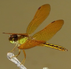 Perithemis electra