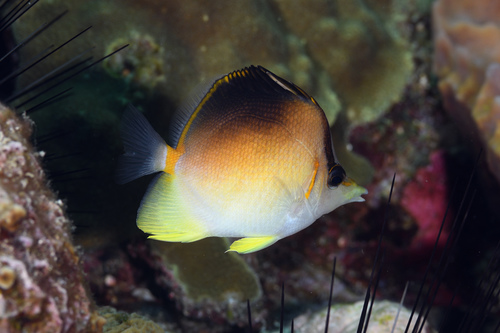 Butterbun (Prognathodes aculeatus) — Chaetodontidae