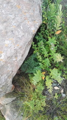 Cheilanthes quadripinnata