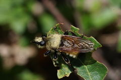 Laphria champlainii