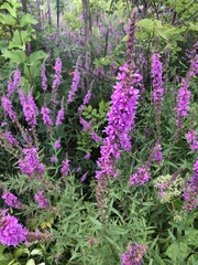 Lythrum salicaria