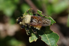 Laphria champlainii
