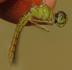 Perithemis electra