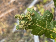 Aceria trichophila