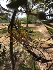 Grevillea robusta