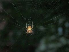 Araneus diadematus