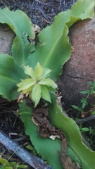 Eucomis humilis