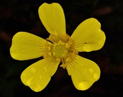 Ranunculus sierrae-orientalis