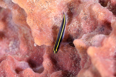 Elacatinus randalli