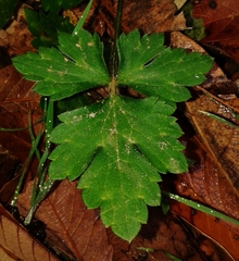 Ranunculus sierrae-orientalis
