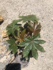 Ricinus communis