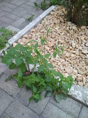 Galinsoga parviflora