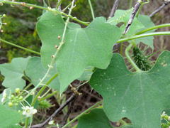 Echinopepon wrightii