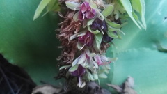 Eucomis humilis