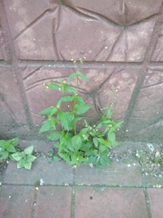 Galinsoga parviflora