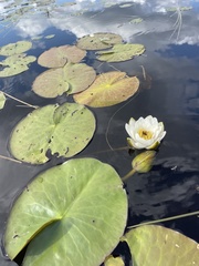 Nymphaea candida