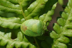 Chinavia pensylvanica