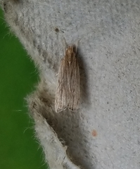 Helcystogramma hystricella