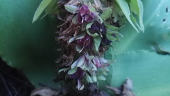 Eucomis humilis