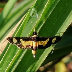 Salbia pepitalis