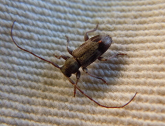 Exocentrus lusitanus