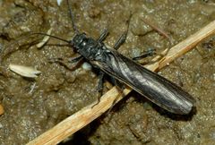 Austroperla cyrene