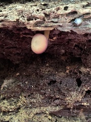 Callistosporium purpureomarginatum