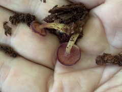 Callistosporium purpureomarginatum