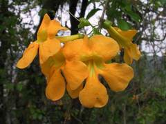 Dolichandra quadrivalvis