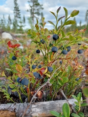 Vaccinium myrtillus