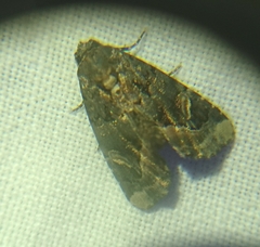 Homophoberia apicosa