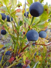 Vaccinium myrtillus