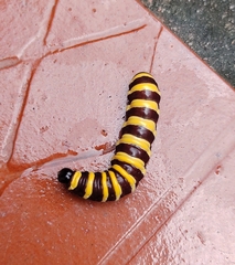 Methona confusa