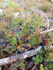 Vaccinium myrtillus