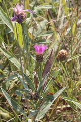 Centaurea jacea substituta