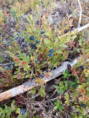 Vaccinium myrtillus