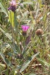 Centaurea jacea substituta