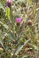 Centaurea jacea substituta