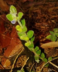 Scutellaria potosina