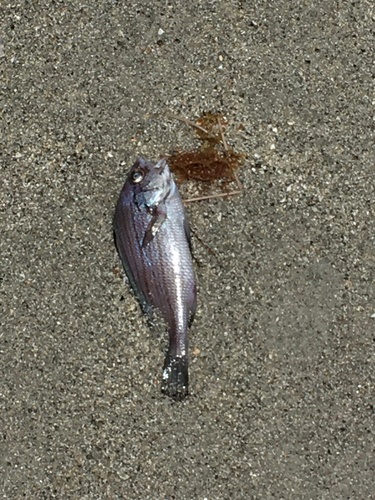 Photo of Seagrass Drum (Pareques umbrosus)