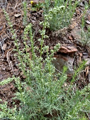 Artemisia carruthii wrightii