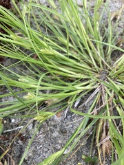 Carex sychnocephala