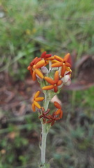 Manulea parviflora